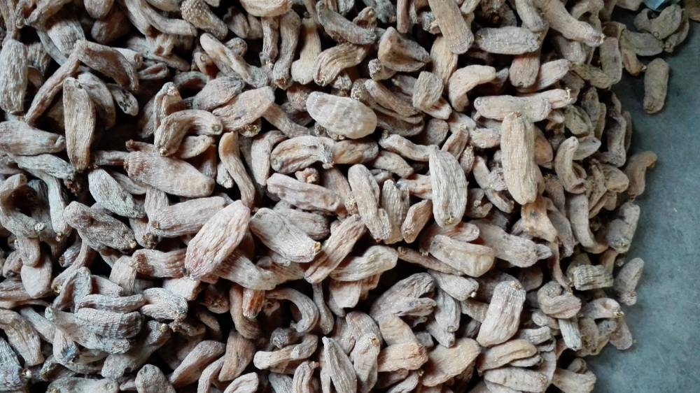 【宿州六安亳州天麻蜜環菌萌發菌】價格_廠家 - 中國供應商