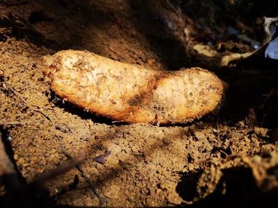 天麻是一種無根無葉的草本植物,卻能開花、結實、生子,神奇得很